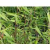 Fargesia murieliae 'Winter Black'/Bambus