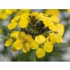 Trýzel 'Canaries Yellow' - Erysimum 'Canaries Yellow'