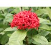 ixora