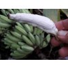 chilocarpa