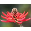 erythrina