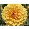 Jiřina 'Golden Spectre'