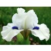 bluebeard