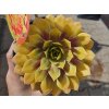 Netřesk Chick Charms 'Gold Nugget' - Sempervivum Chick Charms 'Gold Nugget'