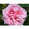 pink princess