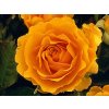 orange princess