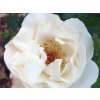white queen