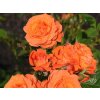 orange queen