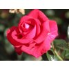 red apollo