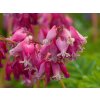Dicentra Luxuriant (1)