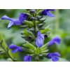 Salvia Lake Como