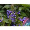 Salvia Lake Como (2)