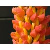 Lupinus Towering Inferno (2)