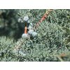 glauca2