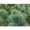 pinus pumila