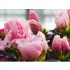 Rhododendron Cherry Blossom (1)