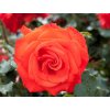 orange beauty