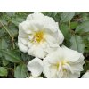 climbing white