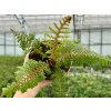 cyathea