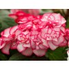 Hydrangea Miss Yulika (1)