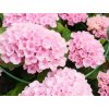 Hortenzie velkolistá Magical Evolution Pink