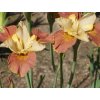 iris sibirica drink your tea