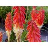 Mnohokvět 'Amazing Fun' - Kniphofia 'Amazing Fun'