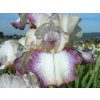 Kosatec německý 'Doll Ribbons' - Iris germanica 'Doll Ribbons'