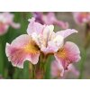 Kosatec sibiřský 'Fancy Me This' - Iris sibirica 'Fancy Me This'