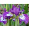 Kosatec sibiřský 'Currier' - Iris sibirica 'Currier'