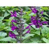 purple and bloom