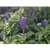 Šalvěj pomoučená - Salvia farinacea