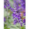 Salvia farinacea (2)