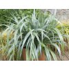 Astelia chathamica 'Silver Spear'