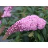 Komule Davidova 'Rocketstar Flamingo'
