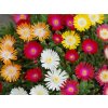 Kosmatec 'Jewel of Desert' - Delosperma 'Jewel of Desert'