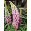 Lupinus 'Camelot Pink' (1)