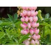 Lupinus Camelot Pink