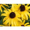 rudbeckia hirta