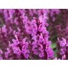 Šalvěj hajní 'Sensation Rose' - Salvia nemorosa 'Sensation Rose'