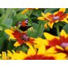 Třapatka (rudbékie) srstnatá 'Sunbeckia Mia' - Rudbeckia hirta  'Sunbeckia Mia'