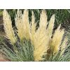 Pampová tráva 'Silver Star' - Cortaderia seloana 'Silver Star'