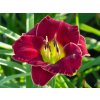 Hemerocallis Lil Red Wagon (1)