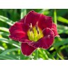 Hemerocallis Lil Red Wagon (2)