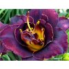 Denivka 'Voodoo Dancer' - Hemerocallis 'Voodoo Dancer'