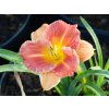 Hemerocallis Everydaylily Bronze (1)
