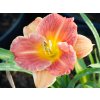 Hemerocallis Everydaylily Bronze (2)
