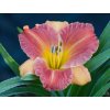 Hemerocallis Everydaylily Bronze (3)