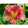 Hemerocallis Red Rib (2)