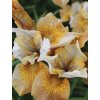 iris sibirica Butterscotch fizz